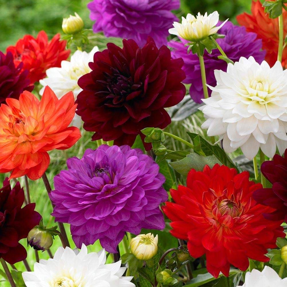     			Premium Dahlia Flower Seeds - Vibrant Colors & Easy to Grow