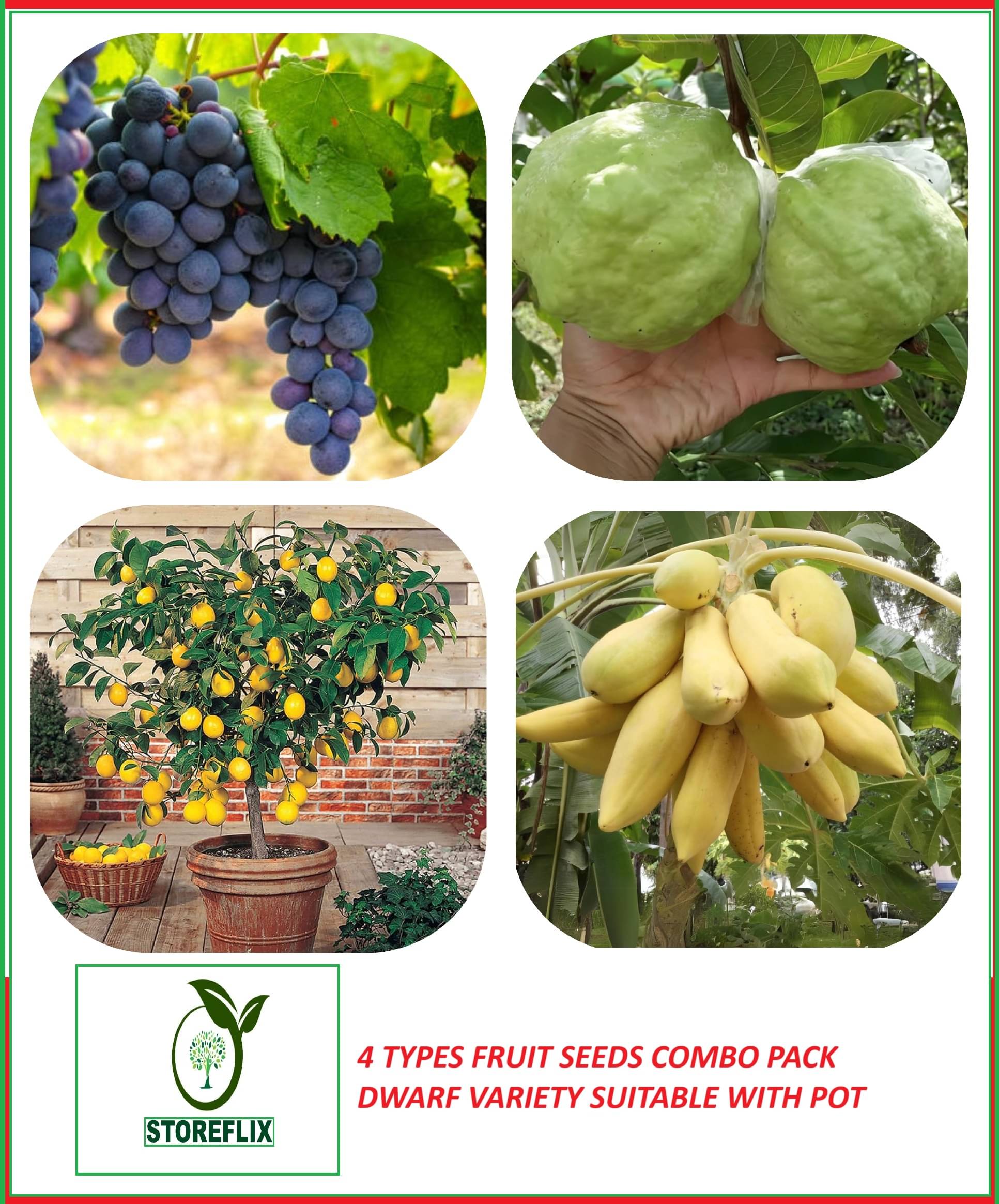     			STOREFLIX 4 Types dwarf fruit plant seeds pack ( guava,lemon,grapes,papaya)