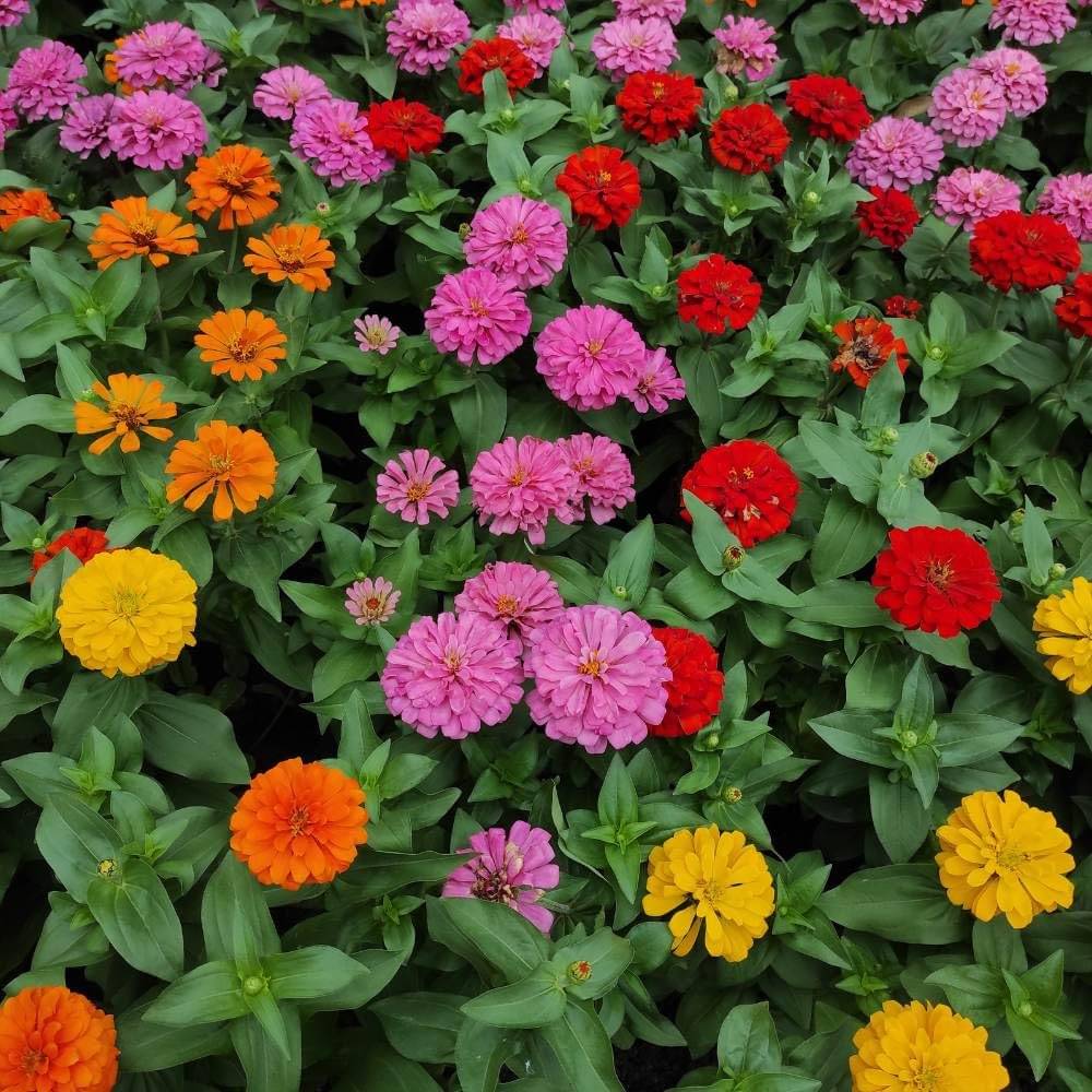     			Zinnia mix Flower Seeds, Best for gardening
