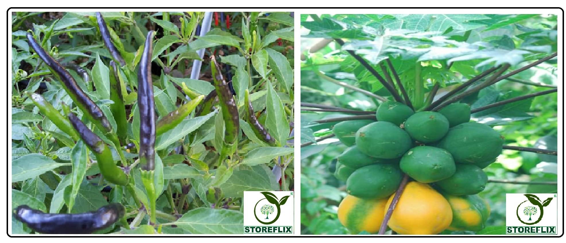 2 diffrent type plant seeds pack papaya 50 seeds and 50 seeds of black chilli with user manual for home kitchen gardening use 2 diffrent type plant seeds pack papaya 50 seeds and 50 seeds of black chilli with user manual for home kitchen gardening use