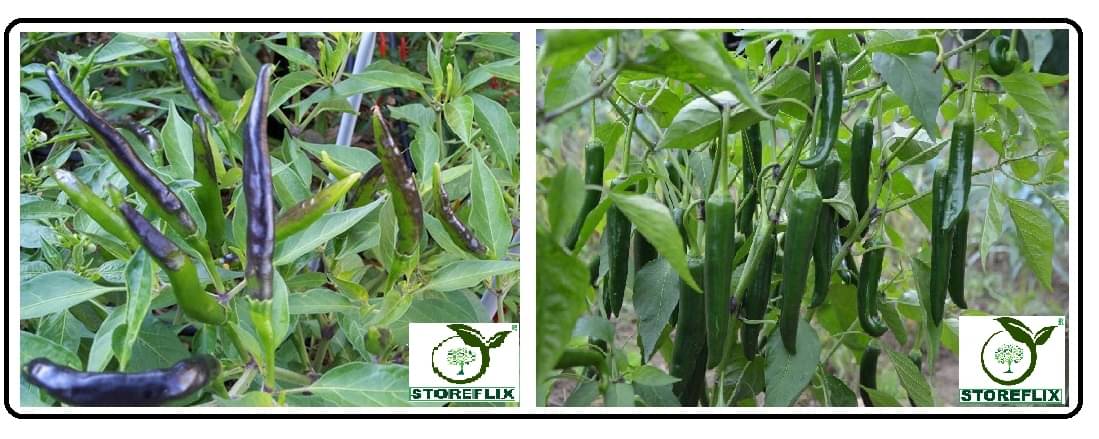     			2 types chilli seeds black long and green 50-50 seeds pack with user manual for home kitchen gardening use