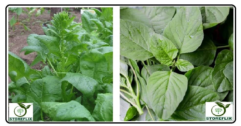 2 types vegetable bathua 50 seeds and green amaranthus hari chaulai 200 seeds pack with user manual for home kitchen gardening use 2 types vegetable bathua 50 seeds and green amaranthus hari chaulai 200 seeds pack with user manual for home kitchen gardening use