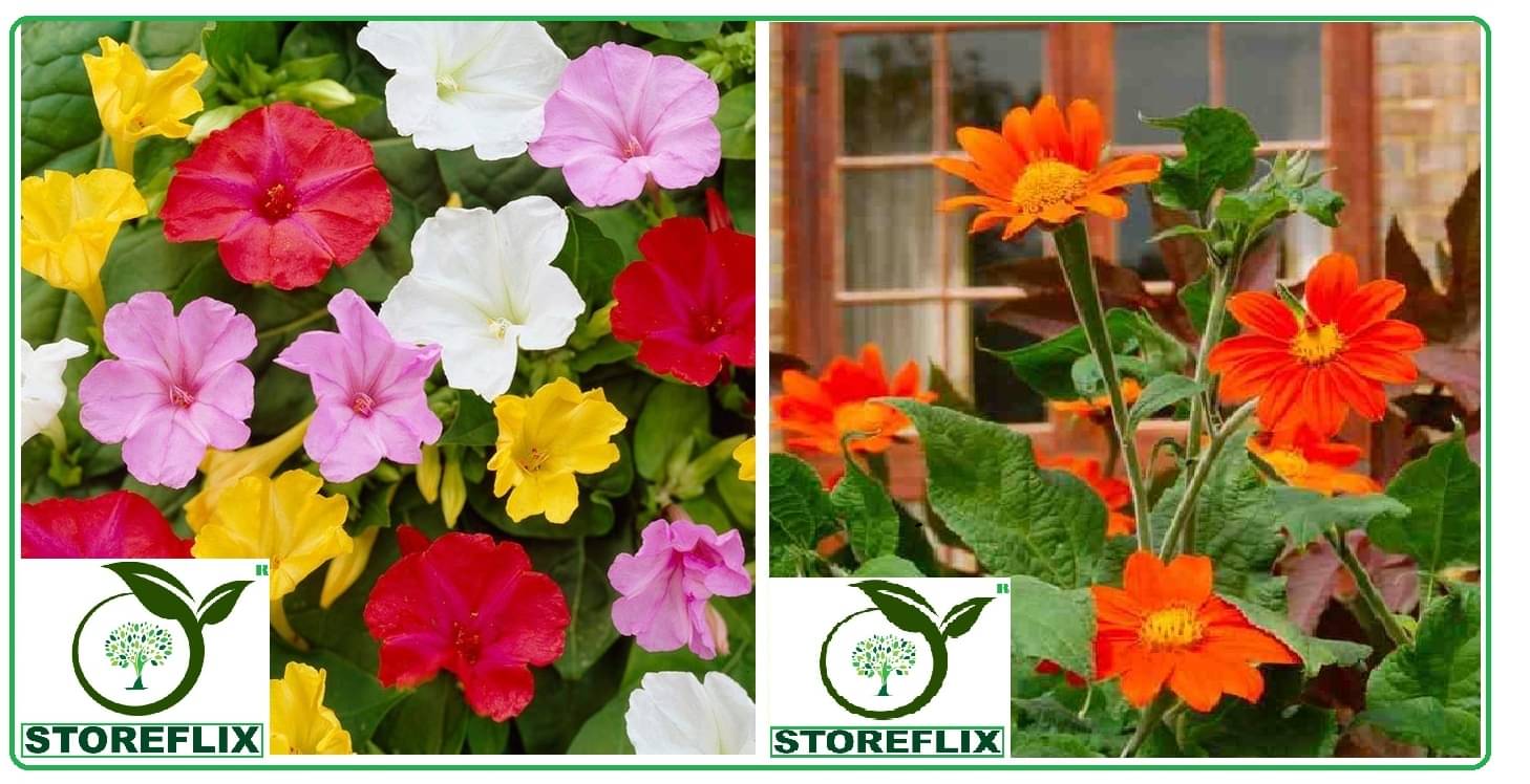 4 'o' clock flower 30 seeds and tithonia flower 30 seeds pack with free cocopeat and user manual 4 'o' clock flower 30 seeds and tithonia flower 30 seeds pack with free cocopeat and user manual