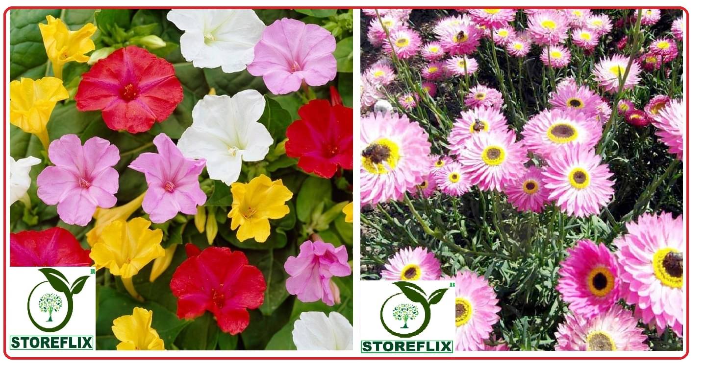 4 'o' clock flower 30 seeds and acrolium flower 30 seeds pack with free cocopeat and user manual 4 'o' clock flower 30 seeds and acrolium flower 30 seeds pack with free cocopeat and user manual