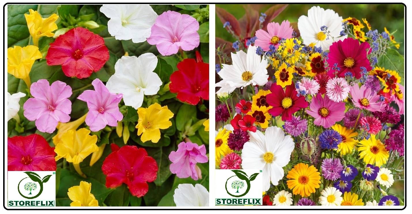 4 'o' clock flower 30 seeds and cosmos flower 20 seeds pack with free cocopeat and user manual 4 'o' clock flower 30 seeds and cosmos flower 20 seeds pack with free cocopeat and user manual