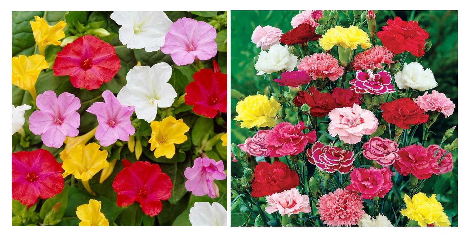 4 'o' clock flower 30 seeds and dianthus flower 50 seeds pack with free cocopeat and user manual 4 'o' clock flower 30 seeds and dianthus flower 50 seeds pack with free cocopeat and user manual