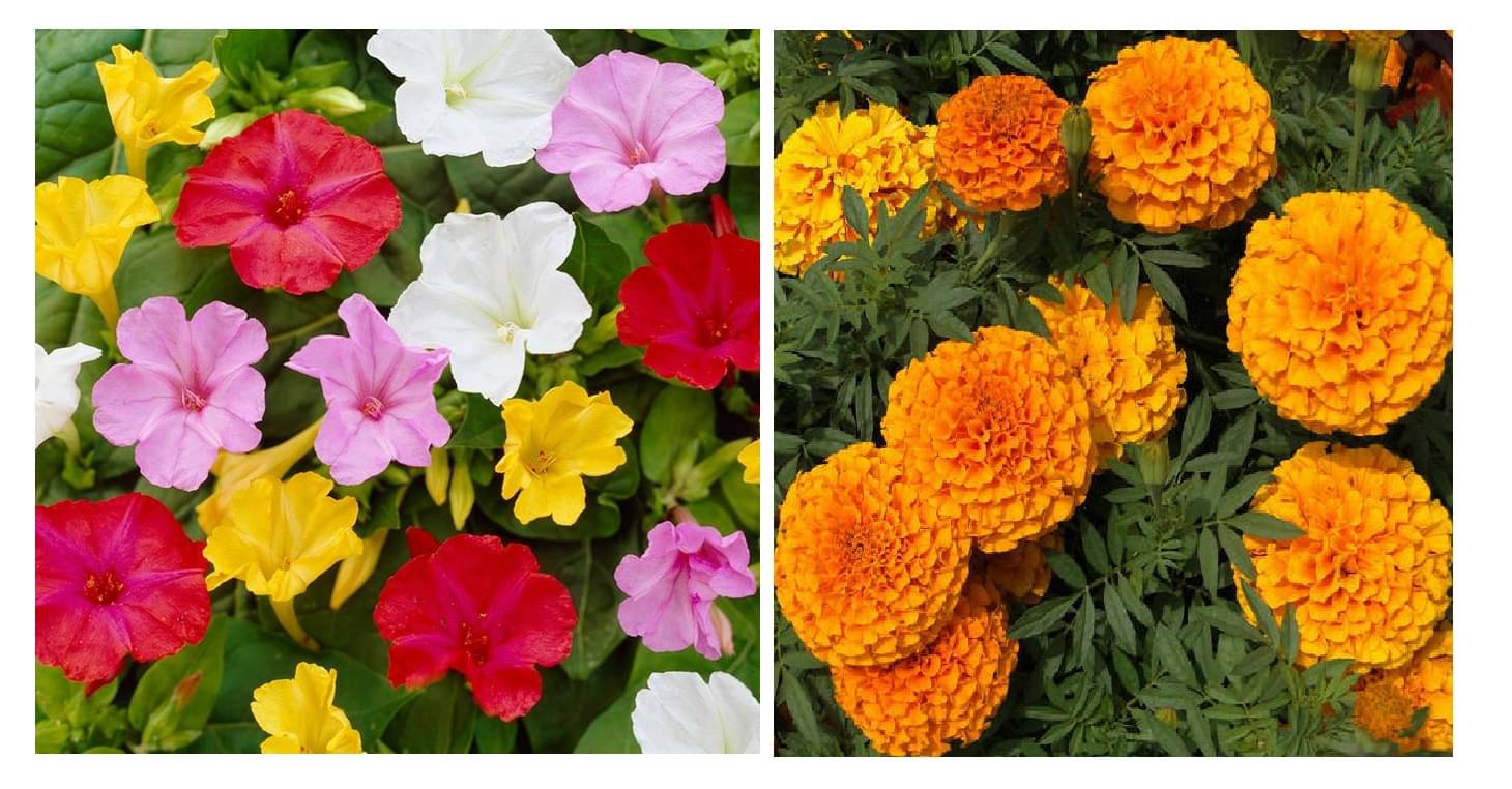 4 'o' clock flower 30 seeds and marigold yellow 50 seeds pack with free cocopeat and user manual 4 'o' clock flower 30 seeds and marigold yellow 50 seeds pack with free cocopeat and user manual