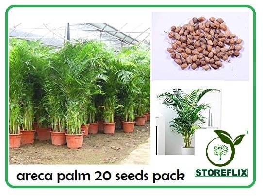     			ARECA PALM AIRPURIFYING PLANT 20 seeds pack with free cocopeat soil and user manual