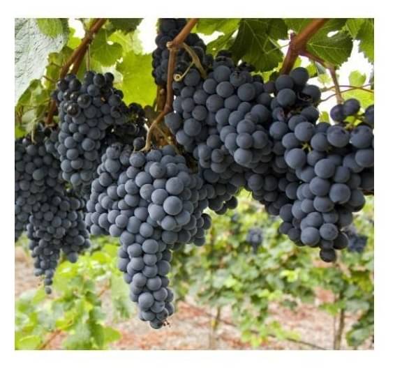     			BLACK  GRAPES FRUIT PLANT 20 SEEDS PACK WITH USER  MANUAL