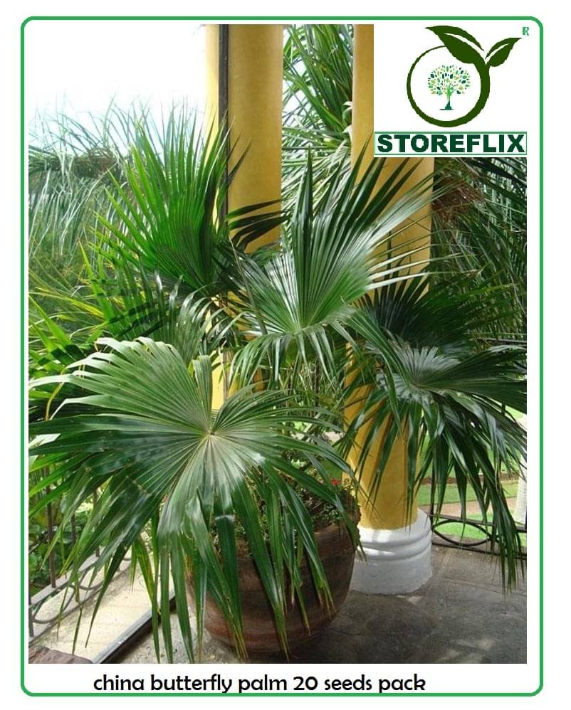 CHINA PALM AIRPURIFYING PLANT 20 seeds pack with free cocopeat soil and user manual CHINA PALM AIRPURIFYING PLANT 20 seeds pack with free cocopeat soil and user manual