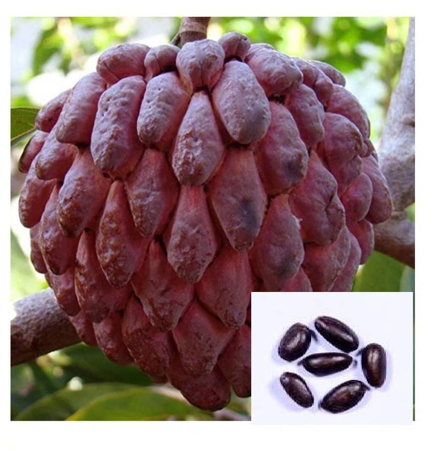 CUSTARD SUGAR APPLE 20 SEEDS PACK WITH COCOPEAT AND USER MANAUL CUSTARD SUGAR APPLE 20 SEEDS PACK WITH COCOPEAT AND USER MANAUL