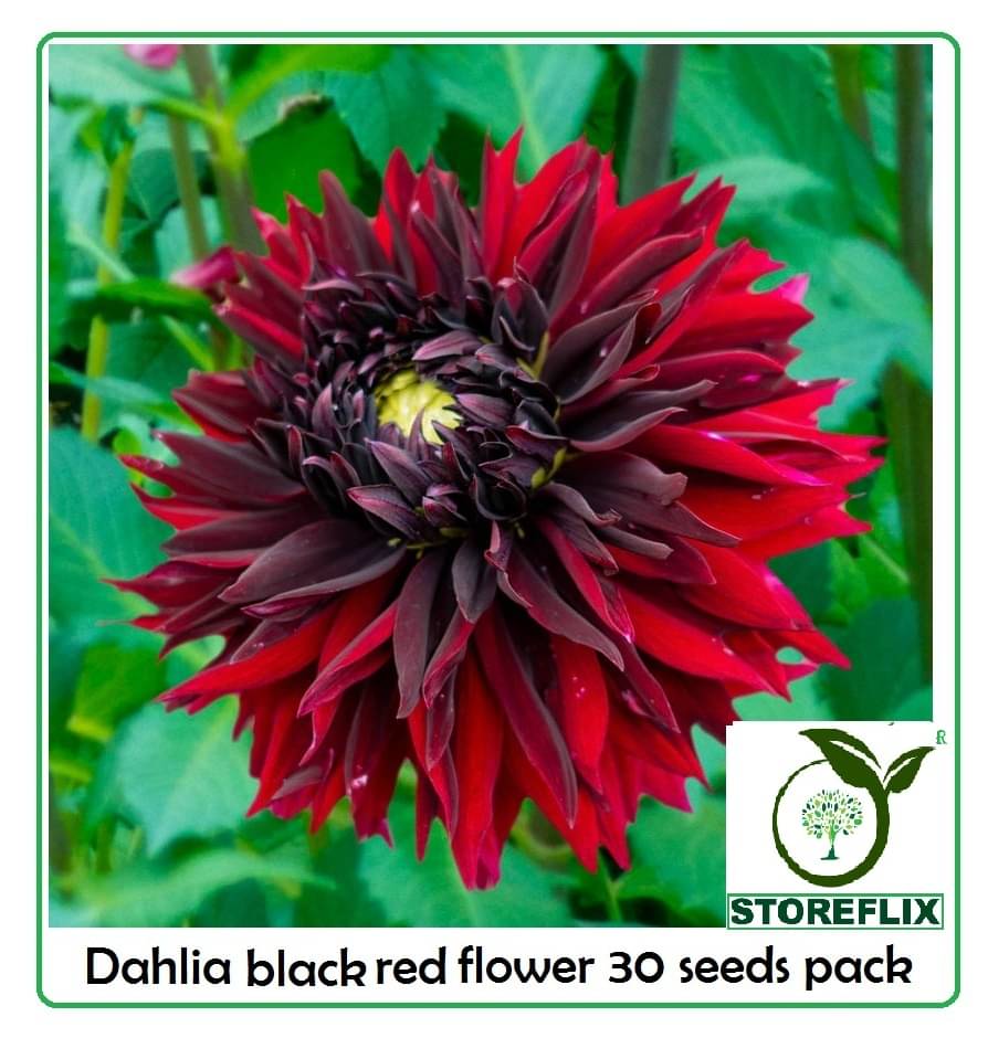 DAHLIA BLACK RED FLOWER 30 SEEDS PACK WITH FREE SOIL AND USER MANUAL FOR HOME GRADENIG USE DAHLIA BLACK RED FLOWER 30 SEEDS PACK WITH FREE SOIL AND USER MANUAL FOR HOME GRADENIG USE