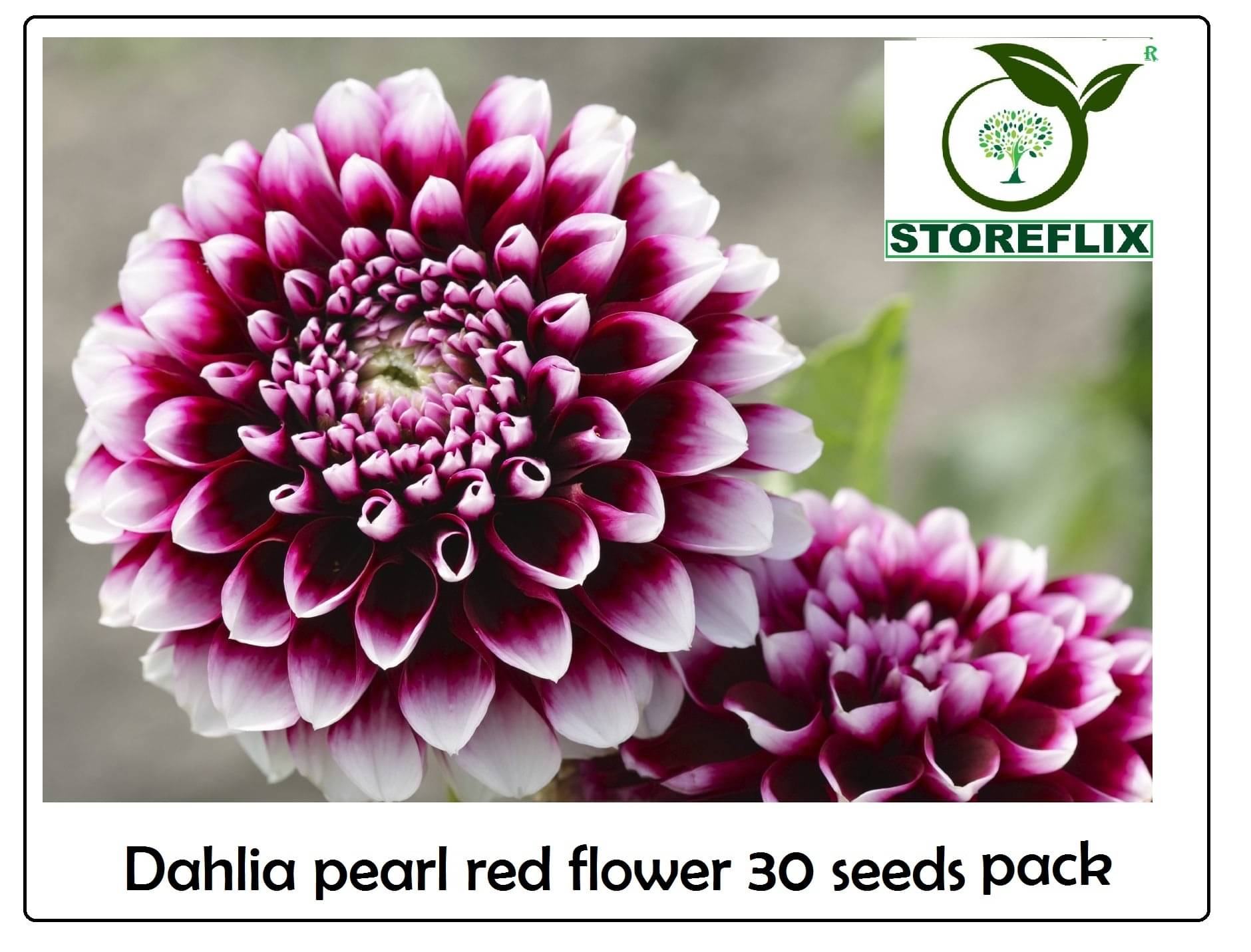     			DAHLIA RAINBOW RED FLOWER 30 SEEDS PACK WITH FREE SOIL AND USER MANUAL FOR HOME GRADENIG USE