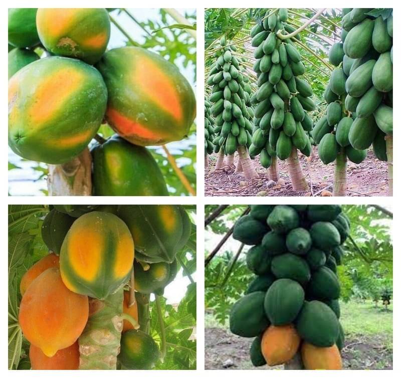     			DWARF PAPAYA 50 SEEDS PACK WITH USER MANUAL