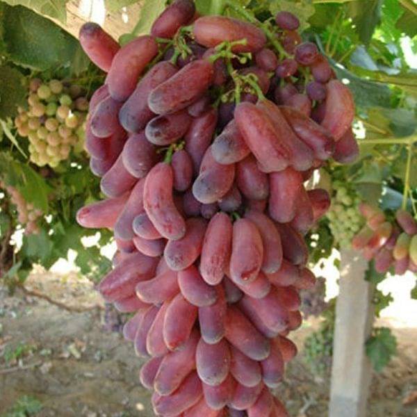     			FINGER RED GRAPES FRUIT PLANT 20 SEEDS PACK WITH USER  MANUAL