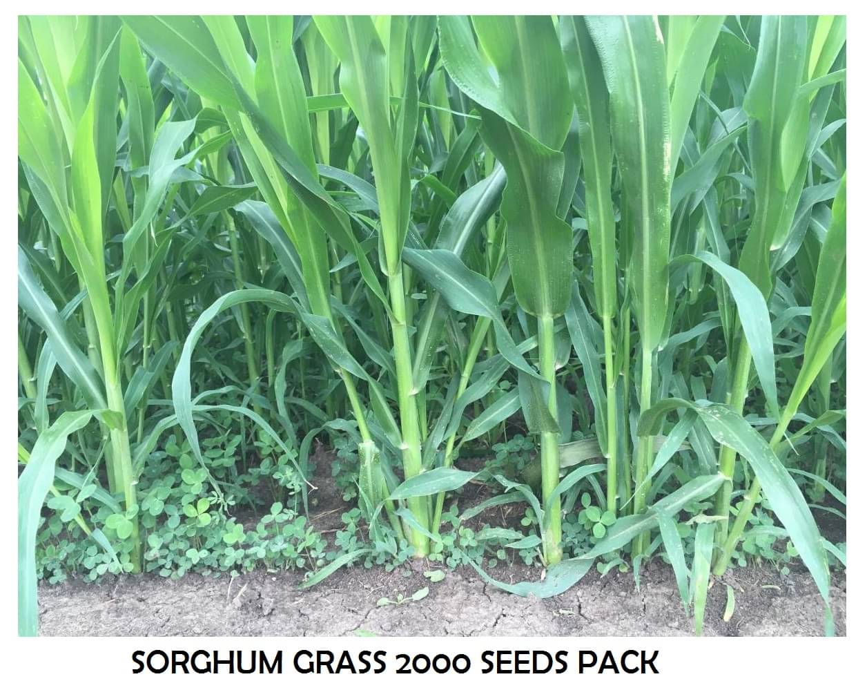     			HYBRID SORGHUM GRASS 2000 SEEDS PACK WITH USER MANUAL