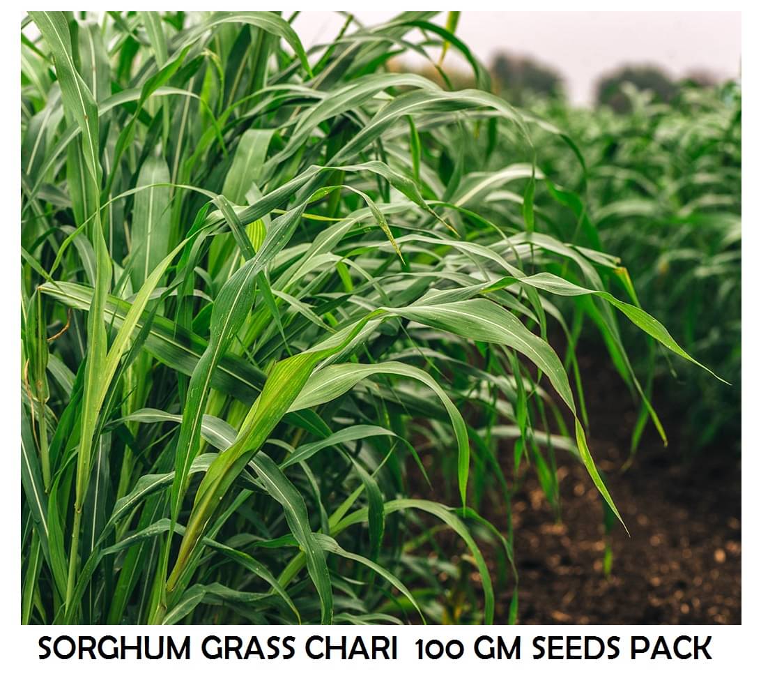 HYBRID SORGHUM SUDAN GRASS 100 GRAM SEEDS PACK WITH USER MANUAL HYBRID SORGHUM SUDAN GRASS 100 GRAM SEEDS PACK WITH USER MANUAL