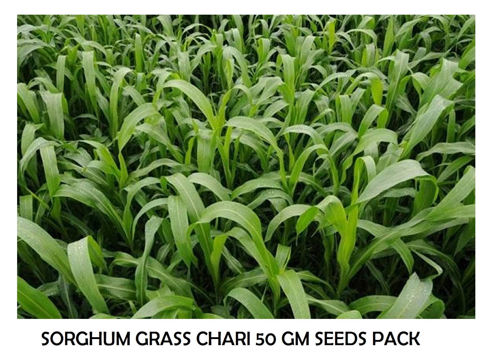 HYBRID SORGHUM SUDAN GRASS 50 GRAM SEEDS PACK WITH USER MANUAL HYBRID SORGHUM SUDAN GRASS 50 GRAM SEEDS PACK WITH USER MANUAL