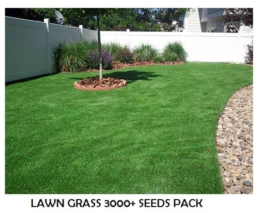LAWN GRASS 3000 SEEDS PACK WITH USER MANUAL FOR TERRACE AND OUTDOOR GARDENING LAWN GRASS 3000 SEEDS PACK WITH USER MANUAL FOR TERRACE AND OUTDOOR GARDENING