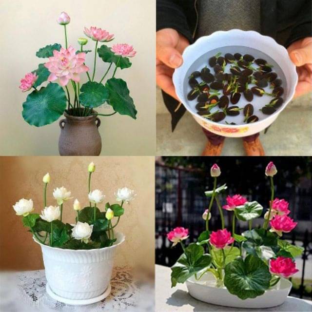 MIX COLOR VARIETY LOTUS FLOWER 20 SEEDS PACK WITH USER MANUAL MIX COLOR VARIETY LOTUS FLOWER 20 SEEDS PACK WITH USER MANUAL