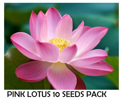     			PINK LOTUS FLOWER 10 SEEDS PACK WITH USER MANUAL