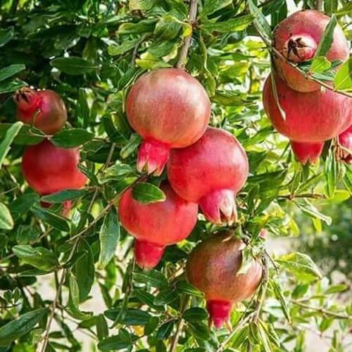 POMEGERENETE ANAR FRUIT PLANT 50 SEEDS PACK WITH FREE COCOPEAT SOIL AND USER MANUAL POMEGERENETE ANAR FRUIT PLANT 50 SEEDS PACK WITH FREE COCOPEAT SOIL AND USER MANUAL