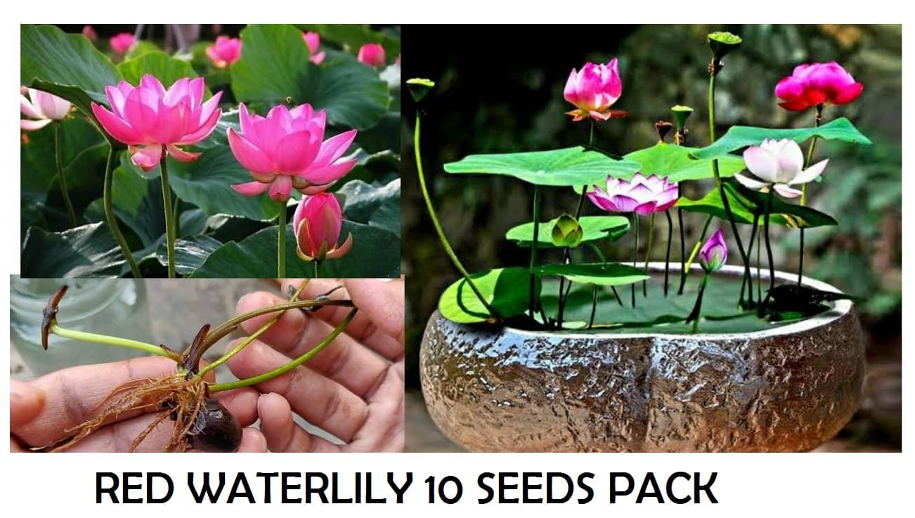     			RED WATELILY FLOWER 10 SEEDS PACK WITH USER MANUAL