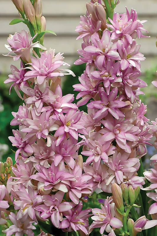     			Tuberose Rajnigandha Double Pink RED  Imported Flower 5 Bulbs PACK WITH USER MANUAL