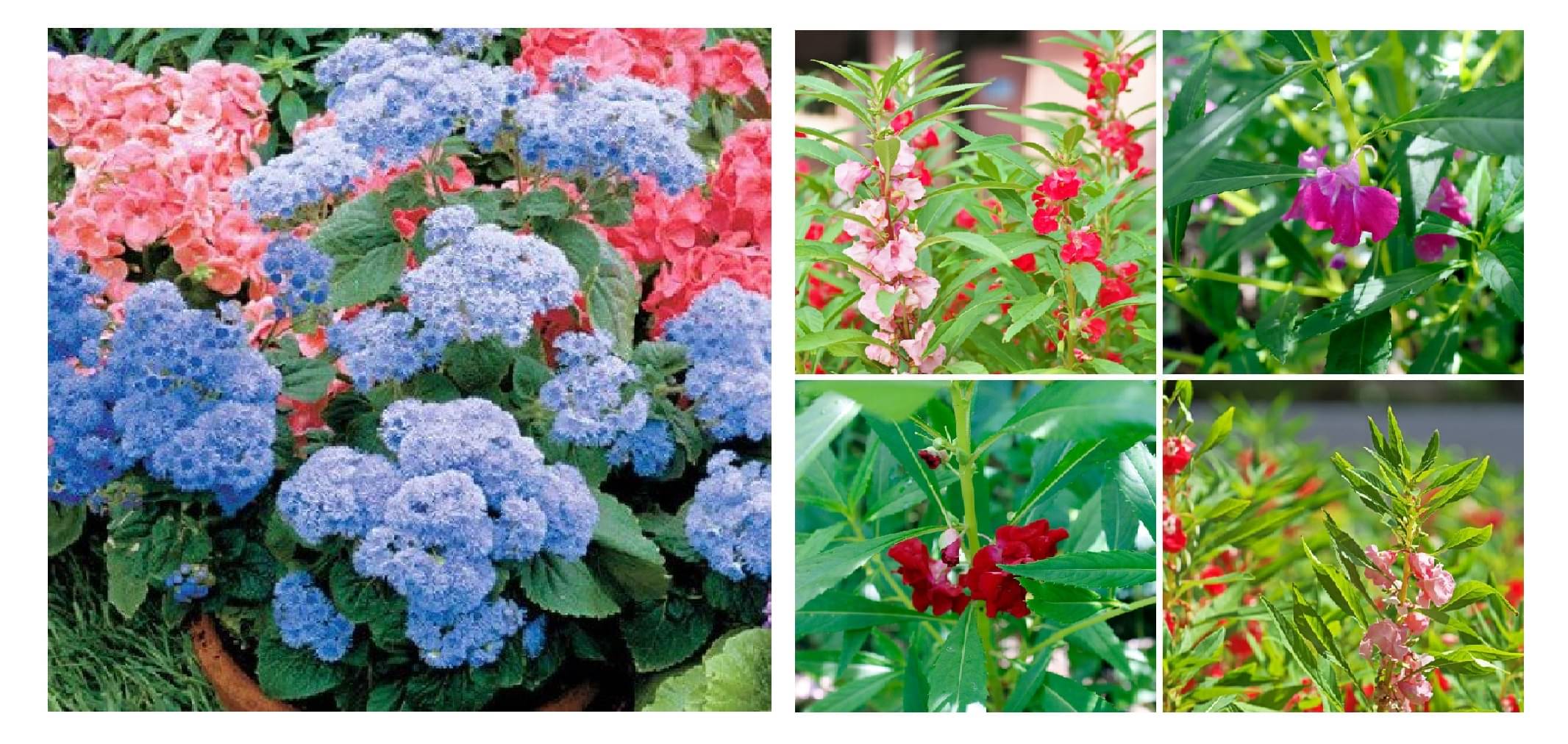 ageratum flower 30 seeds and balsam flower 30 seeds pack with free cocopeat and user manual     			ageratum flower 30 seeds and balsam flower 30 seeds pack with free cocopeat and user manual