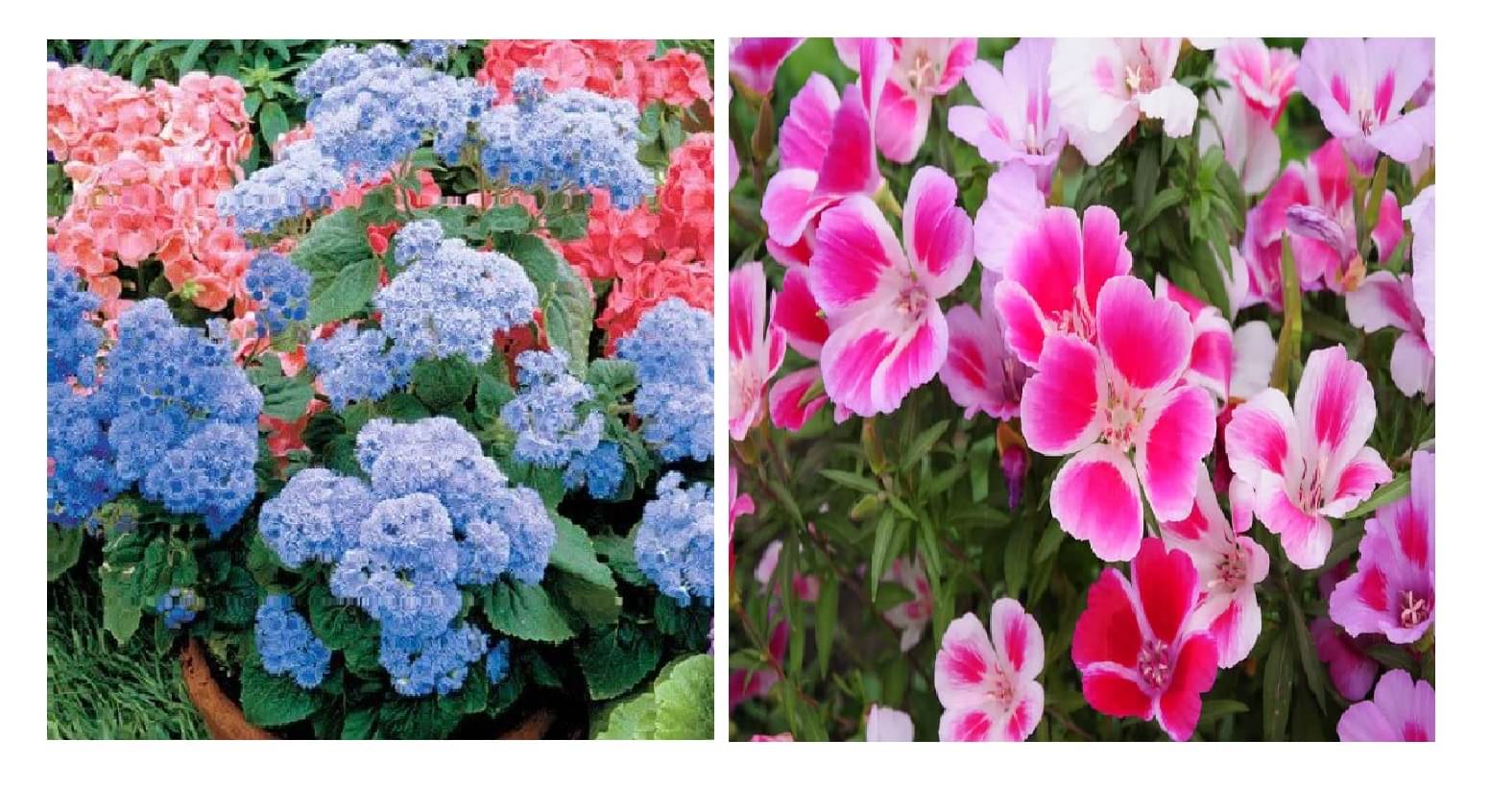 ageratum flower 30 seeds and clarkia flower 30 seeds pack with free cocopeat and user manual     			ageratum flower 30 seeds and clarkia flower 30 seeds pack with free cocopeat and user manual