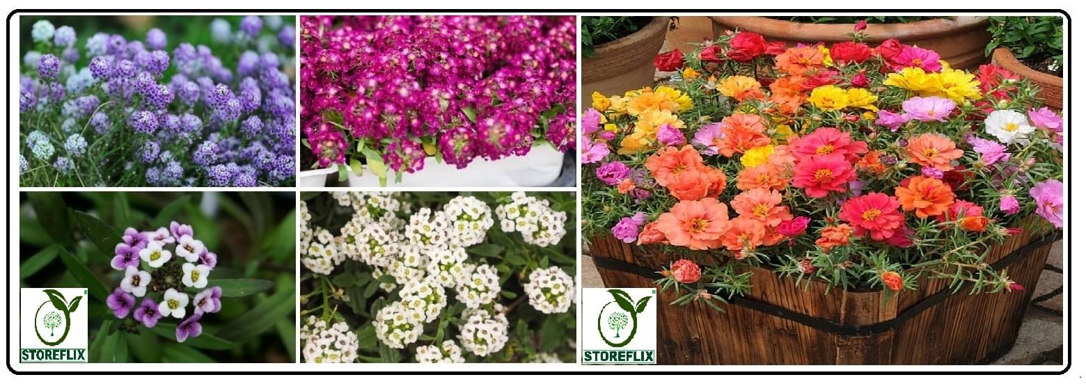 alyssum flower 30 seeds and portulaca flower 100 seeds pack with free cocopeat and user manual alyssum flower 30 seeds and portulaca flower 100 seeds pack with free cocopeat and user manual
