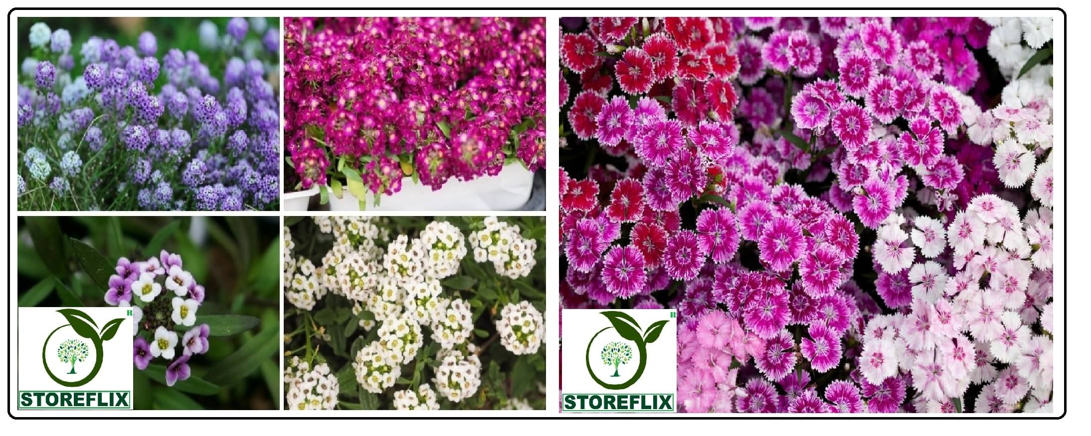     			alyssum flower 30 seeds and sweet william flower 50  seeds pack with free cocopeat and user manual