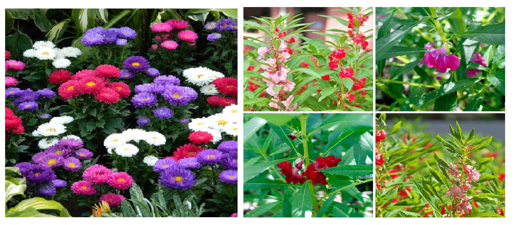 aster flower 50 seeds and balsam flower 30 seeds pack with free cocopeat and user manual aster flower 50 seeds and balsam flower 30 seeds pack with free cocopeat and user manual