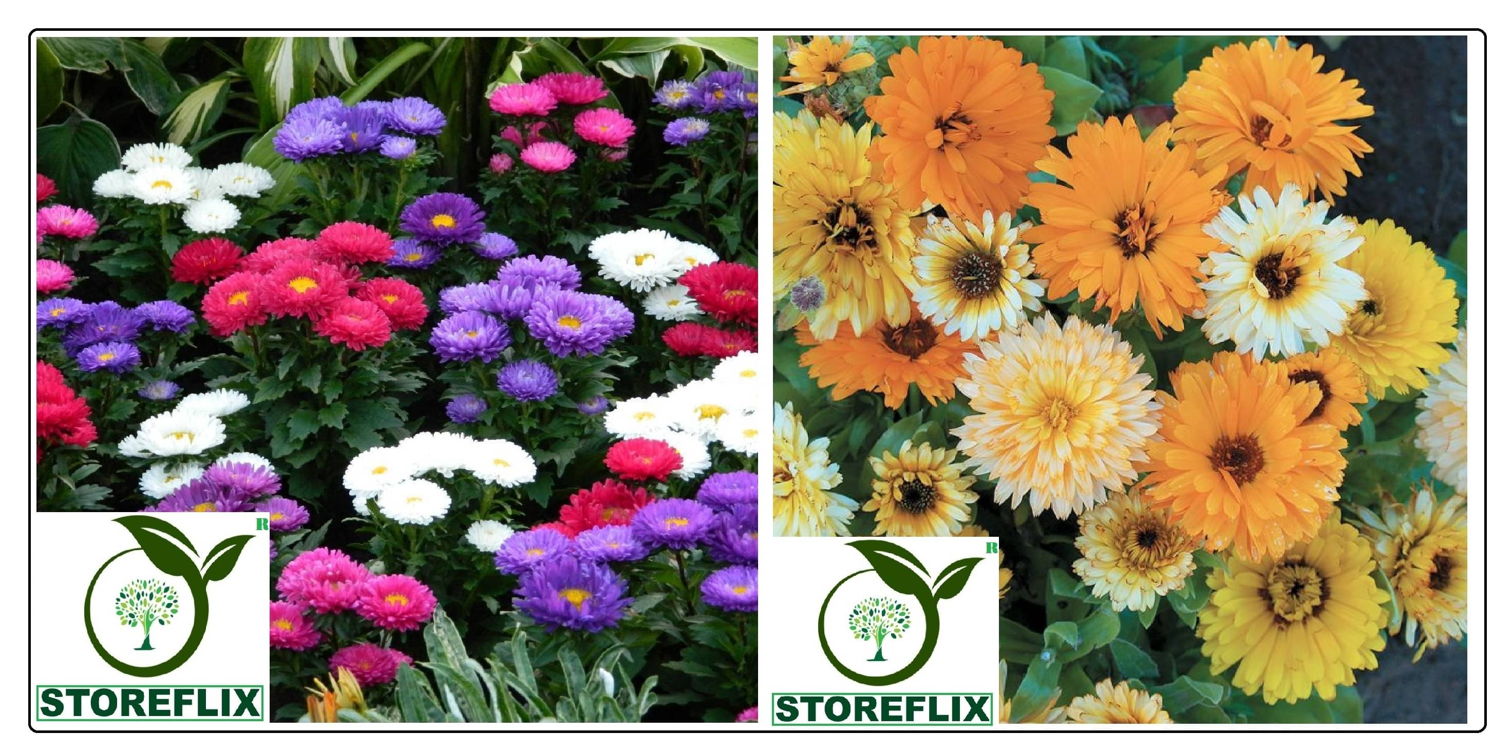 aster flower 50 seeds and calendula flower 20 seeds pack with free cocopeat and user manual aster flower 50 seeds and calendula flower 20 seeds pack with free cocopeat and user manual