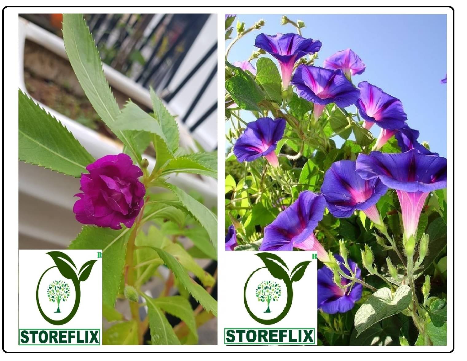balsam flower 30 seeds and ipomoea flower 20 seeds pack with free cocopeat and user manual balsam flower 30 seeds and ipomoea flower 20 seeds pack with free cocopeat and user manual