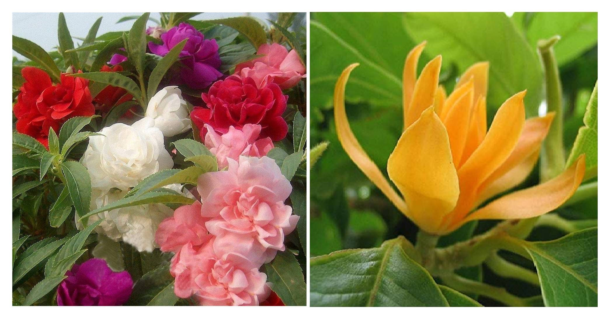 balsam flower 30 seeds and champa flower 20 seeds pack with free cocopeat and user manual balsam flower 30 seeds and champa flower 20 seeds pack with free cocopeat and user manual