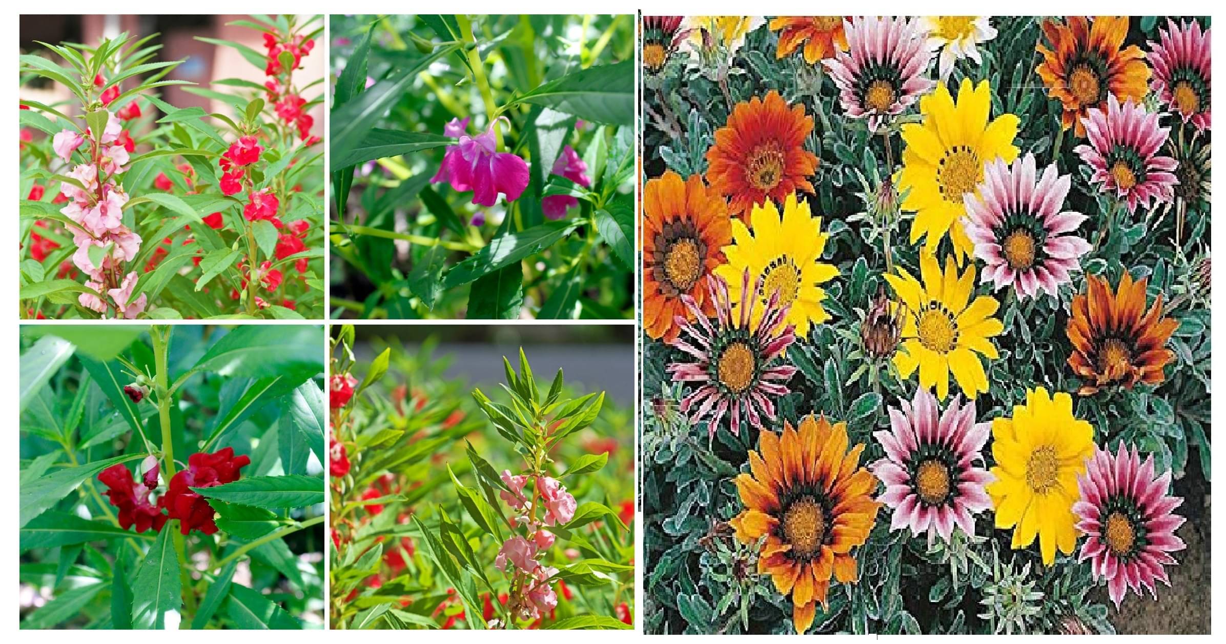 balsam flower 30 seeds and gazania flower 30 seeds pack with free cocopeat and user manual balsam flower 30 seeds and gazania flower 30 seeds pack with free cocopeat and user manual