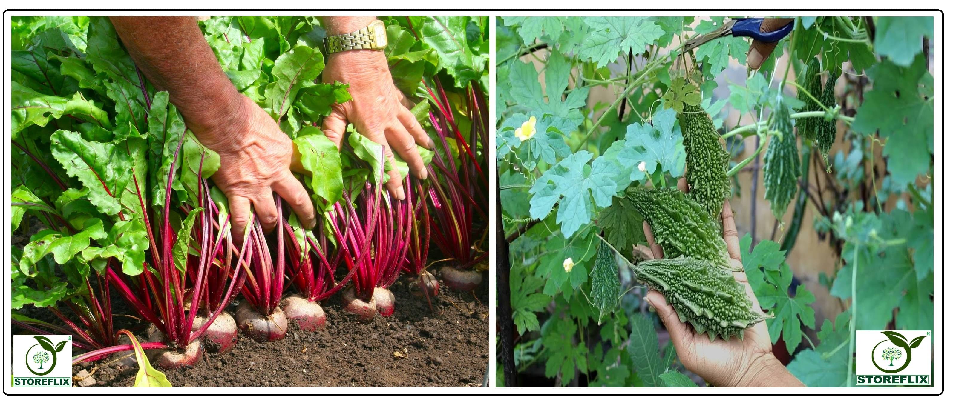 beetroot 100 seeds and bitter gourd 25 seeds pack with user manual for home kitchen gardening use beetroot 100 seeds and bitter gourd 25 seeds pack with user manual for home kitchen gardening use