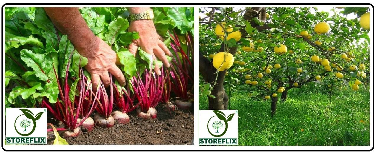beetroot 100 seeds and lemon 20 seeds pack with user manual for home kitchen gardening use beetroot 100 seeds and lemon 20 seeds pack with user manual for home kitchen gardening use