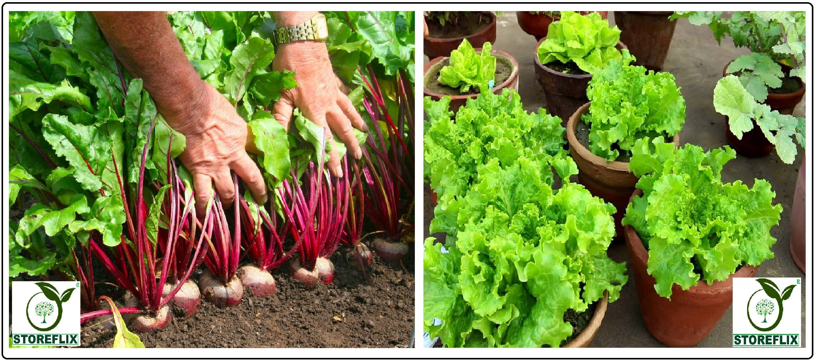     			beetroot 100 seeds and lettuce green 100 seeds pack with user manual for home kitchen gardening use