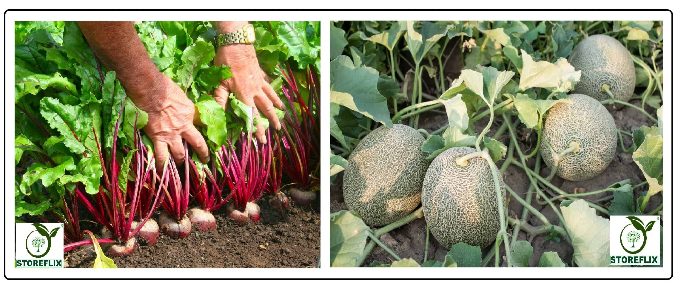beetroot 100 seeds and musk melon 25 seeds pack with user manual for home kitchen gardening use beetroot 100 seeds and musk melon 25 seeds pack with user manual for home kitchen gardening use