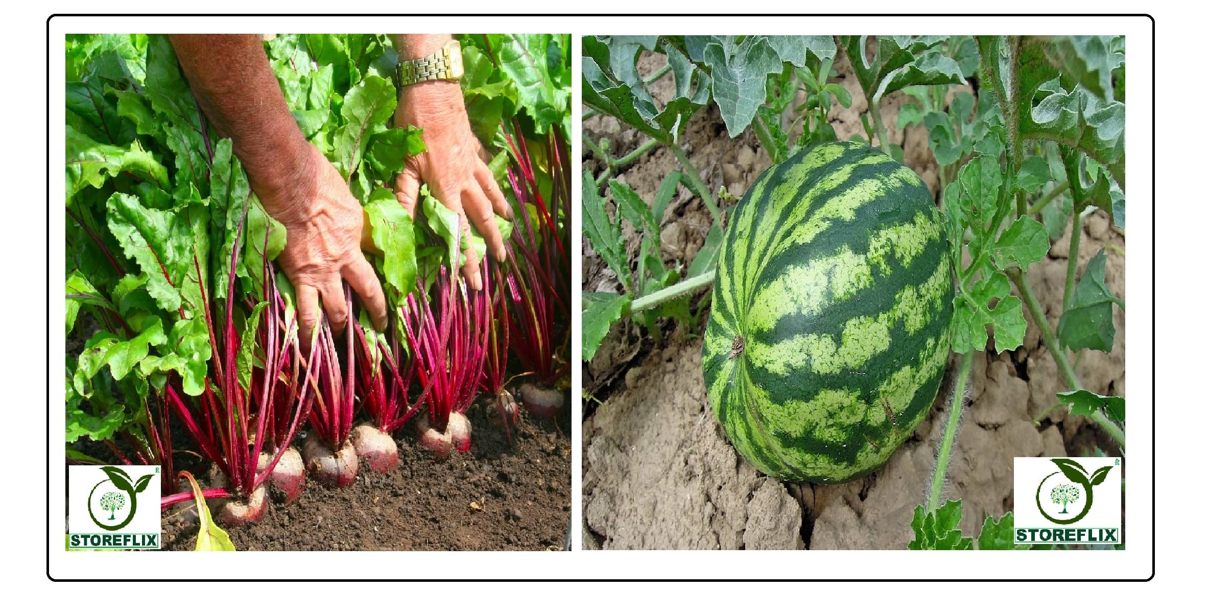 beetroot 100 seeds and water melon 25 seeds pack with user manual for home kitchen gardening use beetroot 100 seeds and water melon 25 seeds pack with user manual for home kitchen gardening use