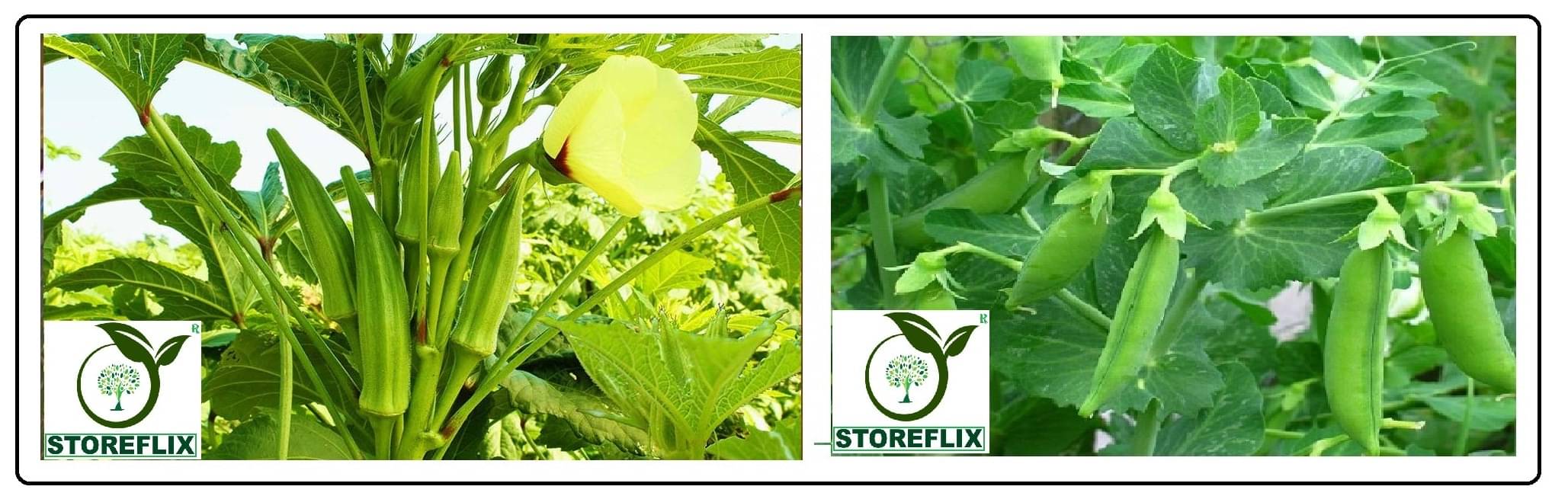 bhindi 40 seeds and mater (green pea) 25 seeds pack with user manual for home kitchen gardening use bhindi 40 seeds and mater (green pea) 25 seeds pack with user manual for home kitchen gardening use