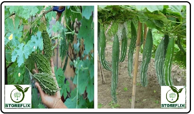     			bitter gourd 25 seeds and snake gourd 20 seeds pack with user manual for home kitchen gardening use