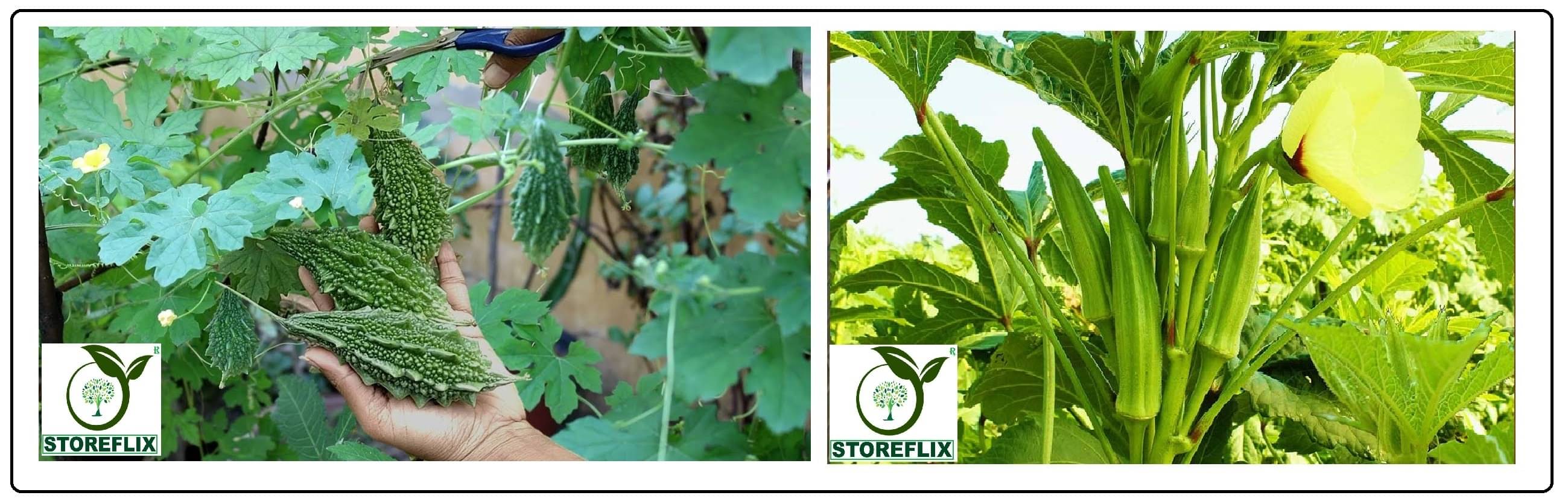 bitter gourd 25 seeds and bhindi 40 seeds pack with user manual for home kitchen gardening use bitter gourd 25 seeds and bhindi 40 seeds pack with user manual for home kitchen gardening use