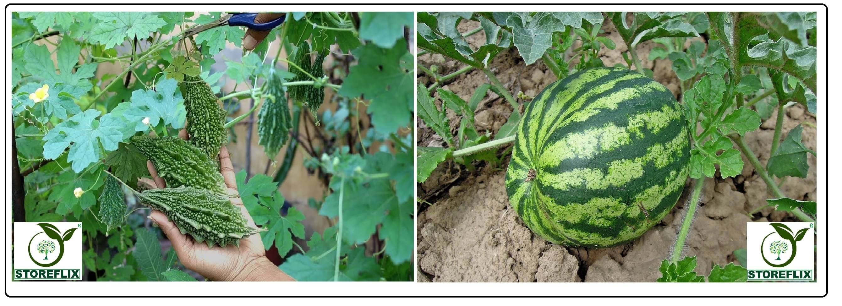bitter gourd 25 seeds and water melon 25 seeds pack with user manual for home kitchen gardening use bitter gourd 25 seeds and water melon 25 seeds pack with user manual for home kitchen gardening use