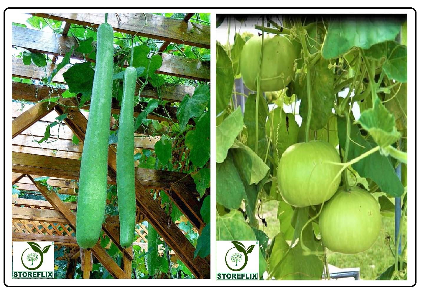 bottle gourd long 25 seeds and bottle gourd round 25 seeds pack with user manual for home kitchen gardening use bottle gourd long 25 seeds and bottle gourd round 25 seeds pack with user manual for home kitchen gardening use