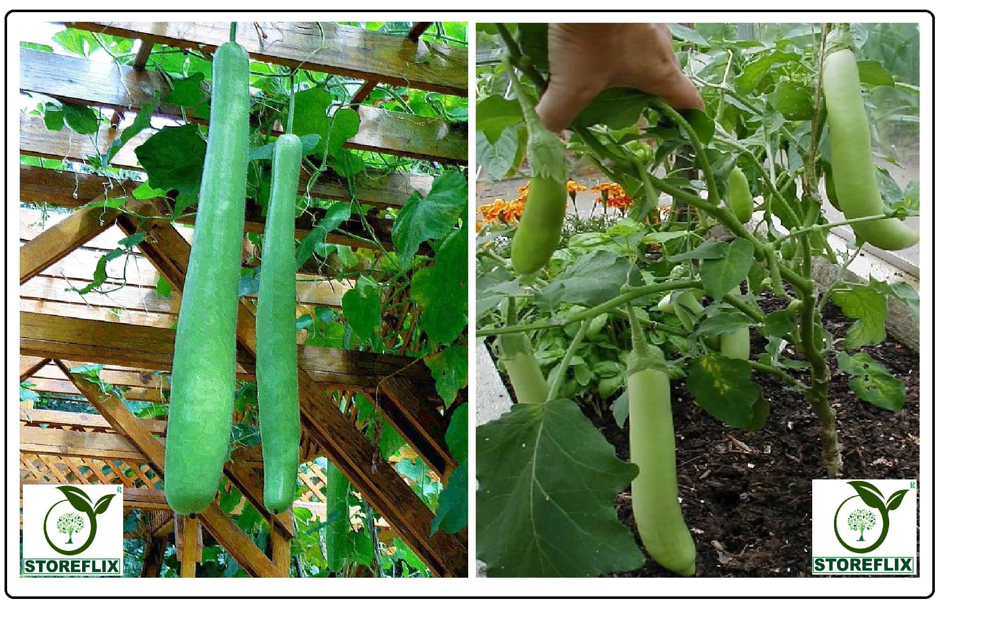     			bottle gourd long 25 seeds and brinjal green long 100 seeds pack with user manual for home kitchen gardening use