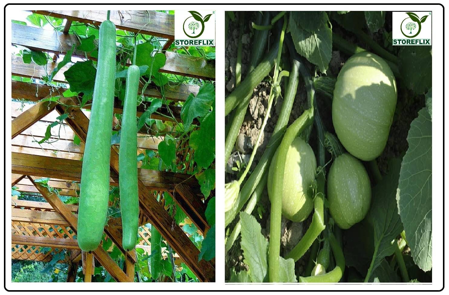     			bottle gourd long 25 seeds and squash round 10 seeds pack with user manual for home kitchen gardening use
