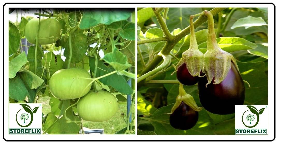     			bottle gourd round 25 seeds and brinjal purple round 100 seeds pack with user manual for home kitchen gardening use